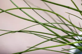 Allium schoenoprasum (Bieslook) 15cm - afbeelding 31
