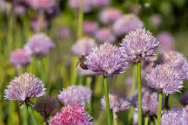Allium schoenoprasum (Bieslook) 15cm - afbeelding 34