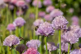 Allium schoenoprasum (Bieslook) 15cm - afbeelding 35