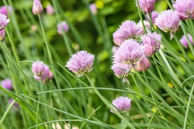 Allium schoenoprasum (Bieslook) 15cm - afbeelding 38