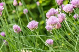 Allium schoenoprasum (Bieslook) 15cm - afbeelding 38