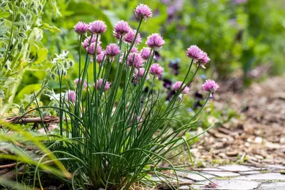 Allium schoenoprasum (Bieslook) 15cm - afbeelding 39