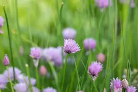 Allium schoenoprasum (Bieslook) 15cm - afbeelding 41