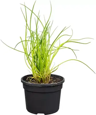 Allium schoenoprasum (Bieslook) 15cm - afbeelding 1