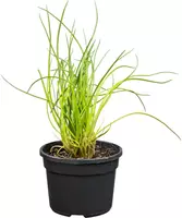 Allium schoenoprasum (Bieslook) 15cm - afbeelding 1