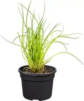 Allium schoenoprasum (Bieslook) 15cm - afbeelding 1