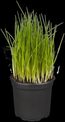 Allium schoenoprasum (Bieslook) 15cm - afbeelding 30