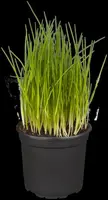 Allium schoenoprasum (Bieslook) 15cm - afbeelding 30