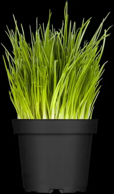 Allium schoenoprasum (Bieslook) 15cm - afbeelding 7