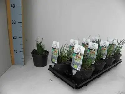 Allium schoenoprasum (Bieslook) 15cm - afbeelding 2