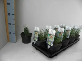 Allium schoenoprasum (Bieslook) 15cm - afbeelding 2