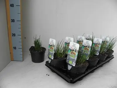 Allium schoenoprasum (Bieslook) 15cm - afbeelding 2