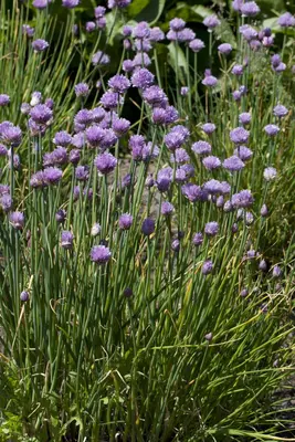 Allium schoenoprasum (Bieslook) 15cm - afbeelding 3