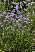 Allium schoenoprasum (Bieslook) 15cm - afbeelding 3