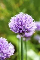 Allium schoenoprasum (Bieslook) 15cm - afbeelding 8