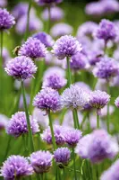 Allium schoenoprasum (Bieslook) 15cm - afbeelding 9
