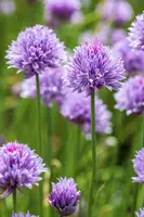 Allium schoenoprasum (Bieslook) 15cm - afbeelding 11