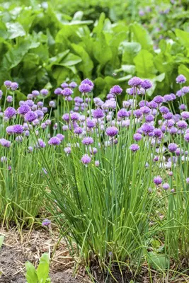 Allium schoenoprasum (Bieslook) 15cm - afbeelding 12