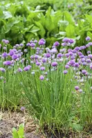 Allium schoenoprasum (Bieslook) 15cm - afbeelding 12