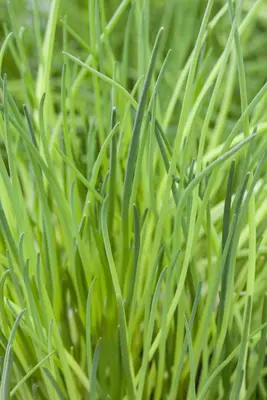 Allium schoenoprasum (Bieslook) 15cm - afbeelding 18