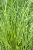 Allium schoenoprasum (Bieslook) 15cm - afbeelding 18