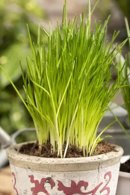 Allium schoenoprasum (Bieslook) 15cm - afbeelding 26