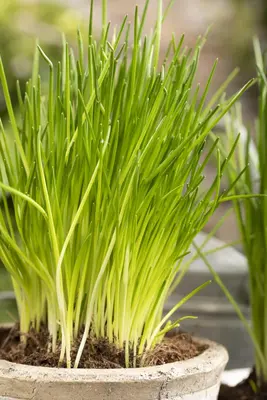 Allium schoenoprasum (Bieslook) 15cm - afbeelding 28