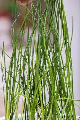 Allium schoenoprasum (Bieslook) 15cm - afbeelding 32