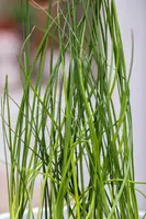 Allium schoenoprasum (Bieslook) 15cm - afbeelding 32