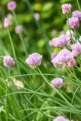 Allium schoenoprasum (Bieslook) 15cm - afbeelding 36