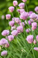 Allium schoenoprasum (Bieslook) 15cm - afbeelding 37