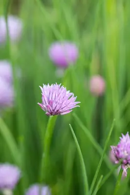 Allium schoenoprasum (Bieslook) 15cm - afbeelding 40