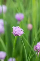 Allium schoenoprasum (Bieslook) 15cm - afbeelding 40
