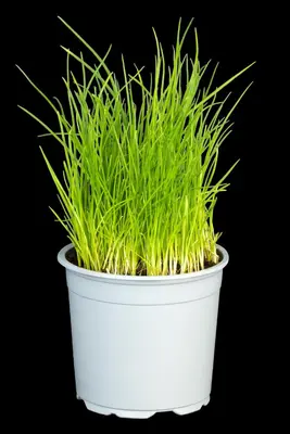 Allium schoenoprasum (Bieslook) 15cm - afbeelding 42
