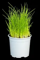 Allium schoenoprasum (Bieslook) 15cm - afbeelding 42
