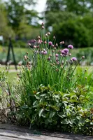 Allium schoenoprasum (Bieslook) 15cm - afbeelding 43