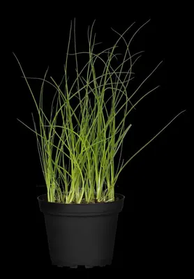 Allium schoenoprasum (Bieslook) 15cm - afbeelding 33