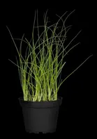 Allium schoenoprasum (Bieslook) 15cm - afbeelding 33