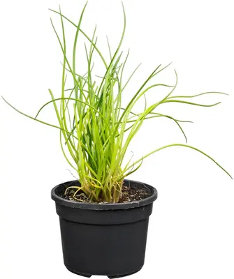 Allium schoenoprasum (Bieslook) 15cm - afbeelding 1