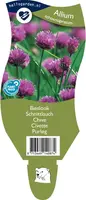 Allium schoenoprasum (Bieslook) kopen?