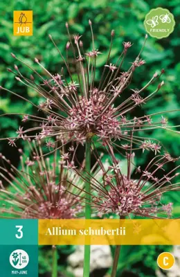 Allium schubertii 3 allium bollen - afbeelding 1