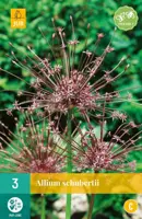 Allium schubertii 3 allium bollen - afbeelding 1