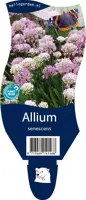 Allium senescens (Sierui) - afbeelding 1