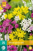 Allium species Mix 25 allium bollen - afbeelding 2