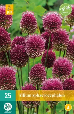 Allium sphaerocephalon 25 allium bollen - afbeelding 1