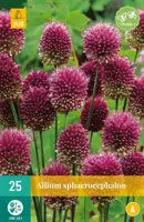 Allium sphaerocephalon 25 allium bollen - afbeelding 1