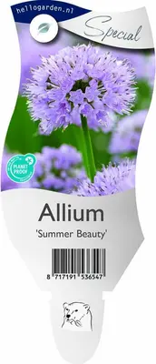 Allium 'Summer Beauty' (Sierui) - afbeelding 1