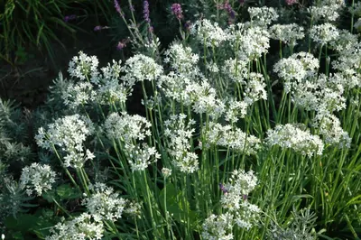 Allium tuberosum (Knoflookbieslook) - afbeelding 4