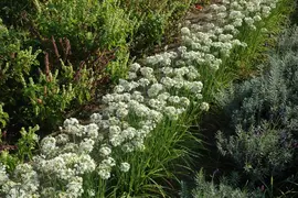 Allium tuberosum (Knoflookbieslook) - afbeelding 5