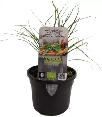 Allium tuberosum (knoflookbieslook) 15cm - afbeelding 1